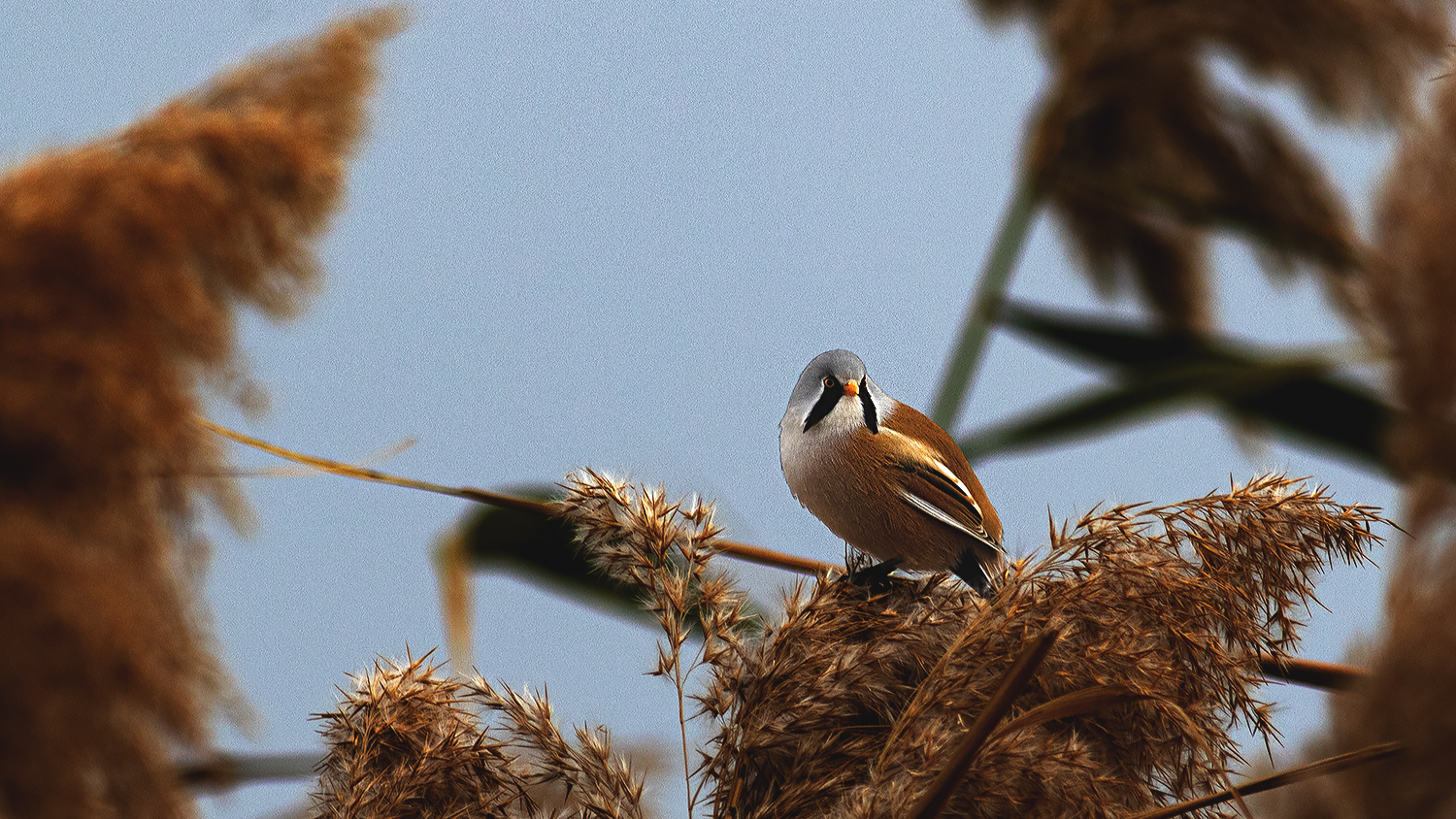 Bearded Reedling